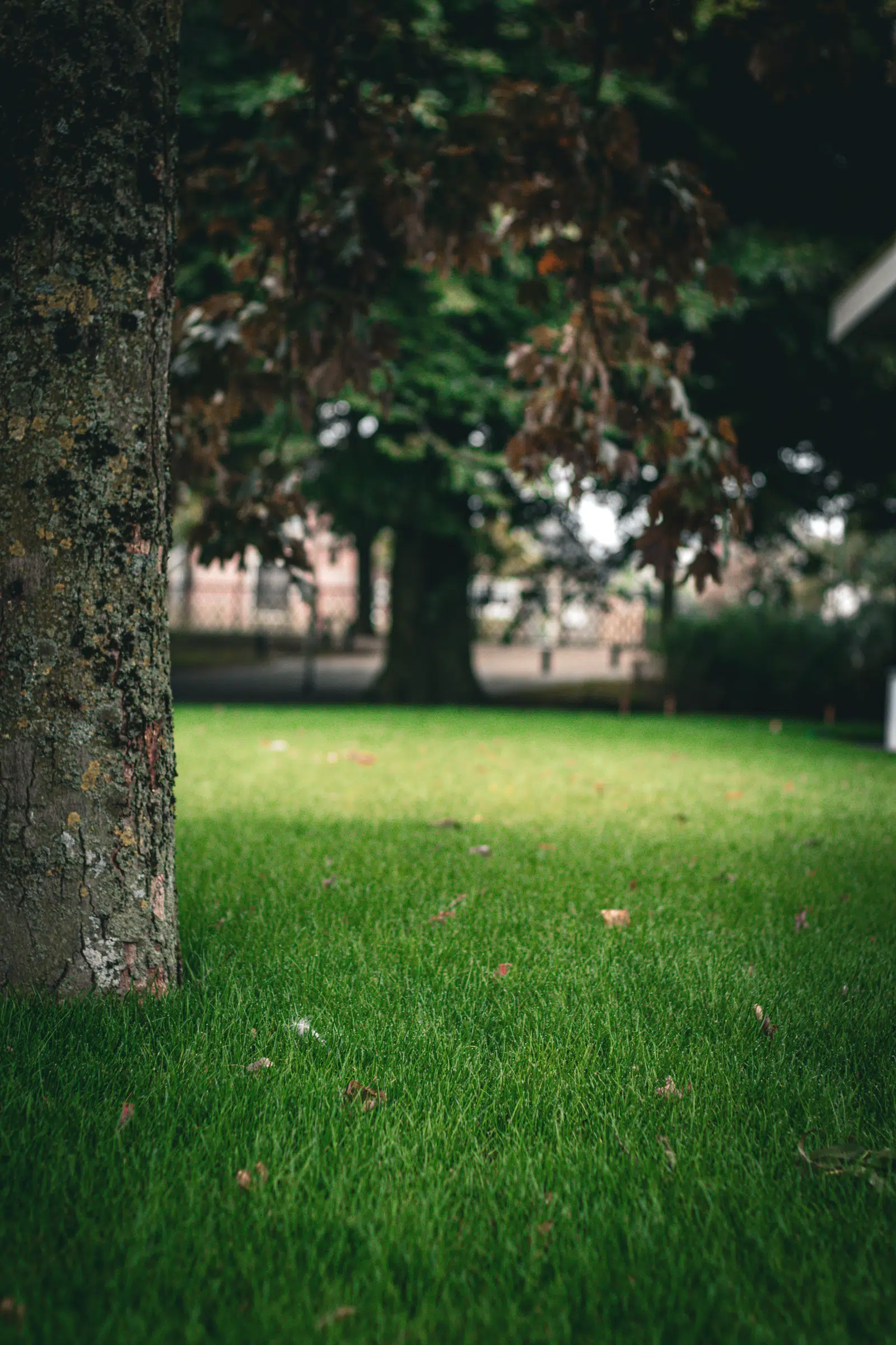 Gazon onder een grote boom, met wat afgevallen blad
